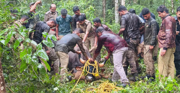 ജനവാസമേഖലയിൽ ഇറങ്ങിയ കാട്ടുപോത്തിനെ ഒടുവിൽ മയക്കുവെടി വച്ചു പിടിച്ചു…