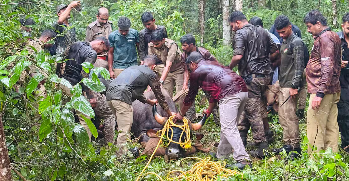 ജനവാസമേഖലയിൽ ഇറങ്ങിയ കാട്ടുപോത്തിനെ ഒടുവിൽ മയക്കുവെടി വച്ചു പിടിച്ചു…