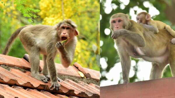 കുരങ്ങൻമാരുടെ ആക്രമണം.