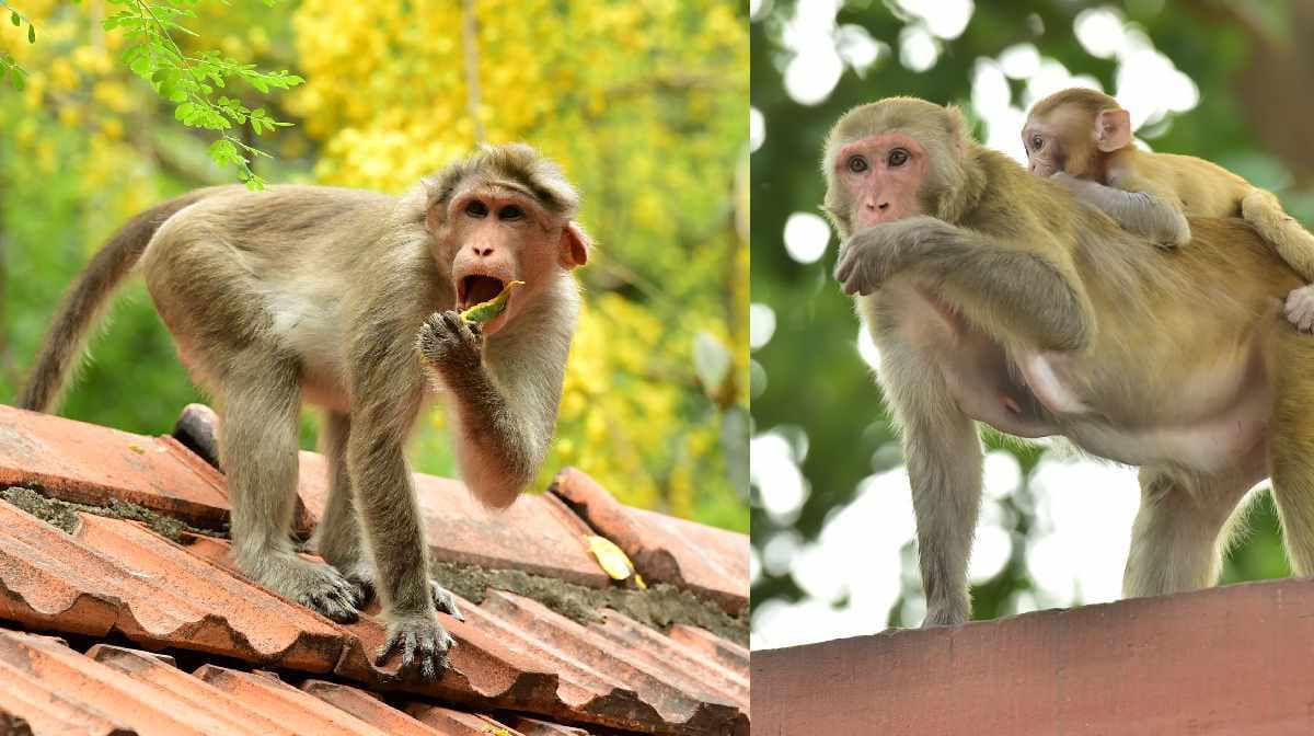 കുരങ്ങൻമാരുടെ ആക്രമണം.
