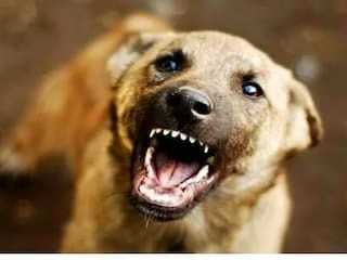 എറണാകുളത്ത് മൂന്ന് വയസുകാരിയുടെ ചെവി തെരുവ് നായ കടിച്ചെടുത്തു.