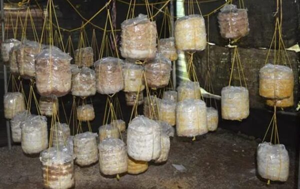 കൃഷിഭവൻ ഉള്ളൂർകൂൺ ഗ്രാമം പദ്ധതി.