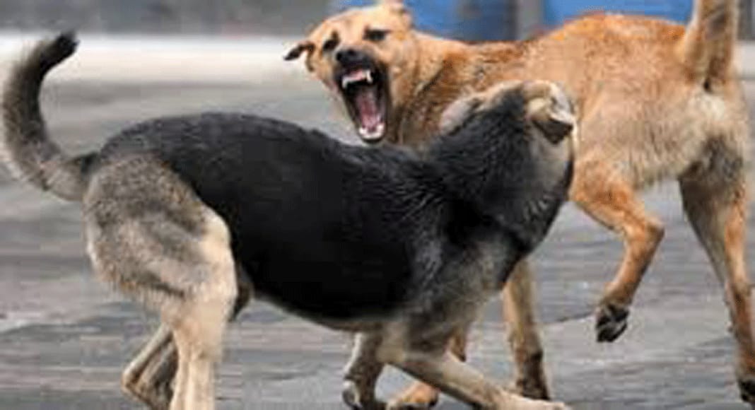 തെരുവ് നായ ആക്രമിച്ചു.