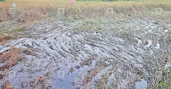 മടവൂരിലെ കിഴക്കനേല ഏലായിൽ നെൽക്കൃഷി കാട്ടുപന്നി നശിപ്പിച്ചു.