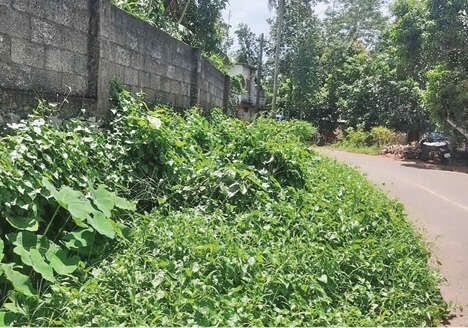 പാതയോരം കാടുമൂടി മാലിന്യം തള്ളുന്നത് വ്യാപകമായി.