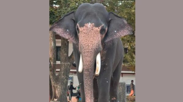 ഗുരുവായൂർ ഗോകുൽ ചരിഞ്ഞു.