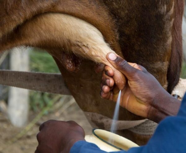 ക്ഷീരമേഖല സമഗ്ര സർവേ ഇന്നുമുതൽ