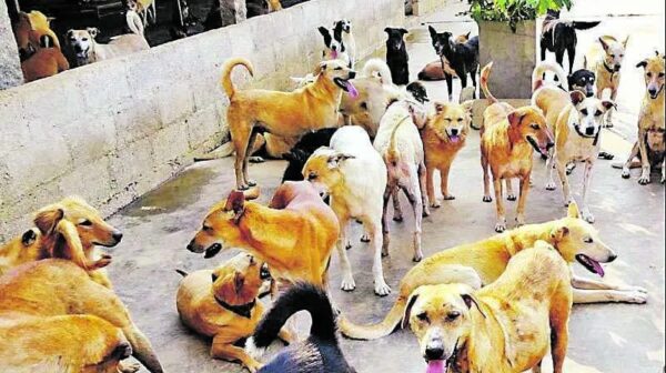 മണ്ണന്തലയിൽ തെരുവ് നായകളുടെ എണ്ണം കൂടുന്നു