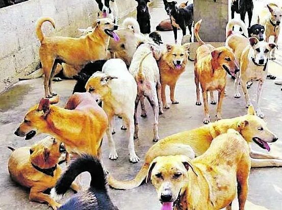 മണ്ണന്തലയിൽ തെരുവ് നായകളുടെ എണ്ണം കൂടുന്നു