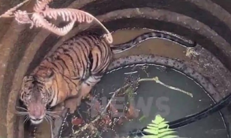 കടുവ കിണറ്റിൽ വീണു