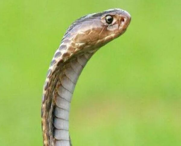 സുരക്ഷാ ഉദ്യോഗസ്ഥന് പാമ്പുകടിയേറ്റു