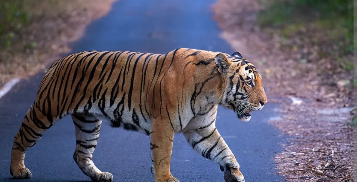 പുൽപ്പള്ളിയിൽ കടുവയുടെ ആക്രമണത്തിൽ ഒരാൾ മരിച്ചു