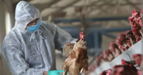 ആലപ്പുഴ, കോട്ടയം ജില്ലകളിൽ പക്ഷിപ്പനി സ്ഥിരീകരിച്ചു