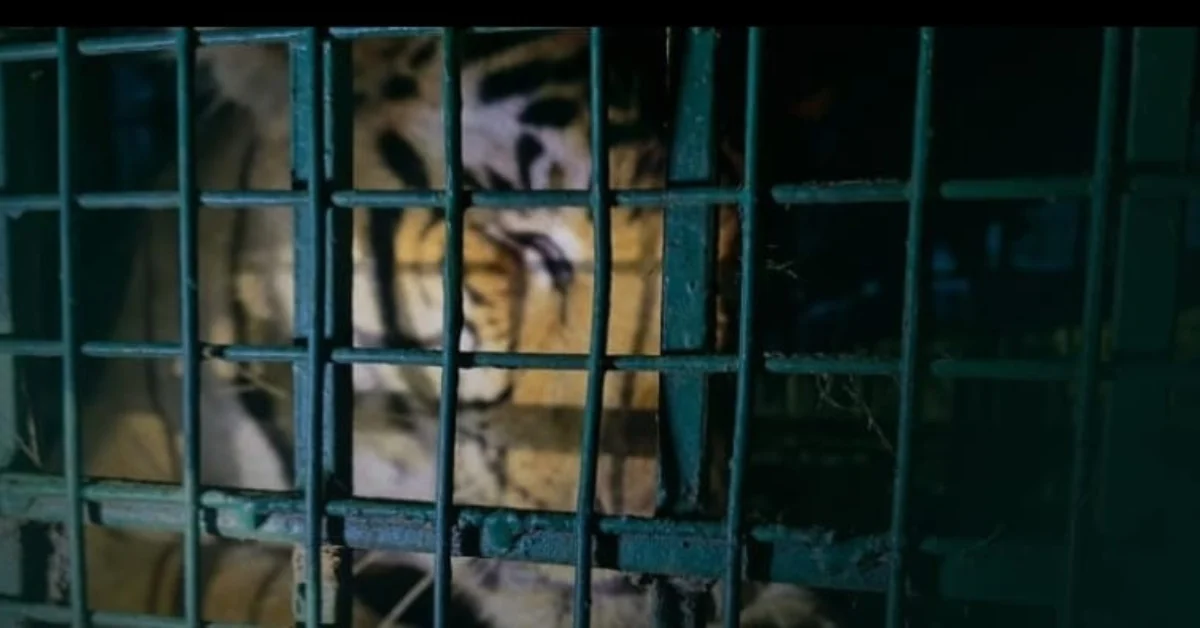 വയനാട് വണ്ടിക്കടവിലെ കടുവ കൂട്ടില്‍