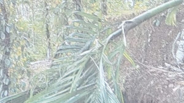 അ​ണ്ണ​ക്കു​ട്ട​ൻചാ​ലി​ൽ കാ​ട്ടാ​ കൃ​ഷി ന​ശി​പ്പി​ച്ചു