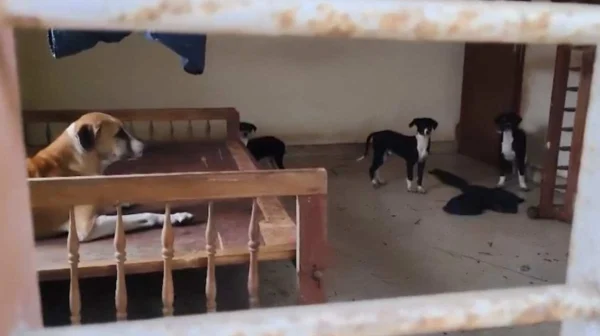 പൊലീസ് ഉദ്യോഗസ്ഥയുടെ തെരുവുനായ വളർത്തൽ