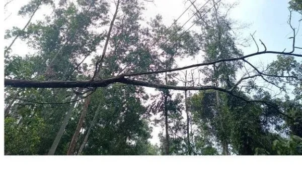 അപകടകരമായ മരങ്ങൾ മുറിച്ചുമാറ്റാൻ നടപടിയില്ല