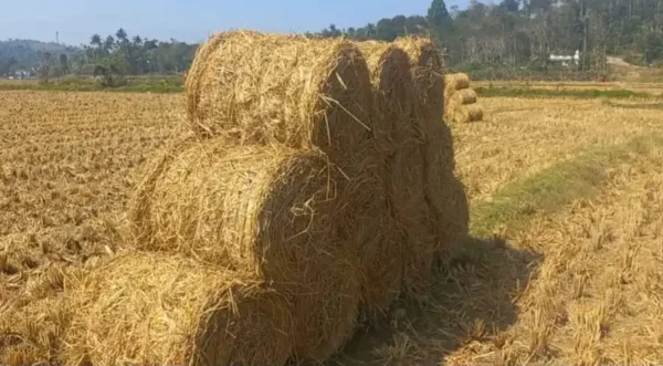 കർഷകർ പ്രതിസന്ധിയിൽ