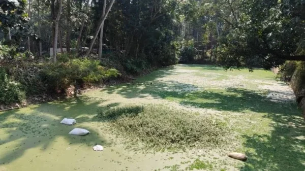 സാമൂഹ്യ വിരുദ്ധരുടെ കേന്ദ്രമായി ചിന്നംകുളം