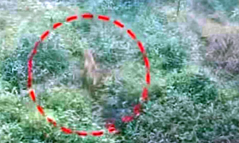 മണ്ഡപത്തിന്‍കടവില്‍ പുലിപ്പേടി ഒഴിയുന്നു