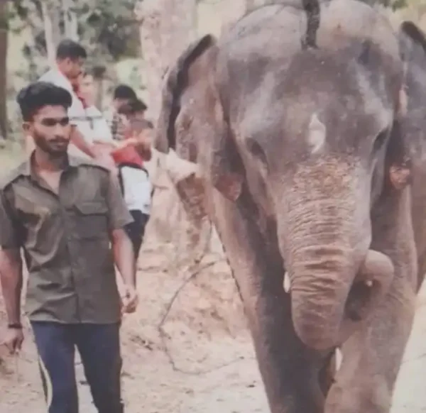 കേന്ദ്രത്തിൽ ആനയുടെ ആക്രമണത്തിൽ പാപ്പാൻ കൊല്ലപ്പെട്ടു