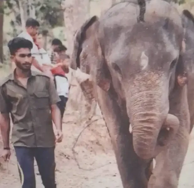 കേന്ദ്രത്തിൽ ആനയുടെ ആക്രമണത്തിൽ പാപ്പാൻ കൊല്ലപ്പെട്ടു