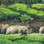 അതിരപ്പള്ളിയിൽ കാട്ടാനയുടെ ആക്രമണം: തലനാരിഴയ്ക്ക് രക്ഷപ്പെട്ട് ബൈക്ക് യാത്രികർ