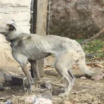 പാനൂരിൽ നടുക്കം; വിദ്യാർത്ഥിനിയെ വളഞ്ഞ് തെരുവുനായ കൂട്ടം, രക്ഷപ്പെട്ടത് തലനാരിഴയ്ക്ക്