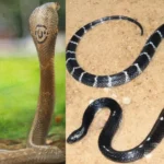 മരണത്തെ മുഖത്തോടുമുഖം കണ്ട് ഒരു 79-കാരൻ; കടിച്ച പാമ്പിനെയും കൈയ്യിലേന്തി ആശുപത്രിയിലേക്ക്!